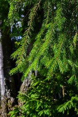Conifer tree background