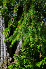 Conifer tree background