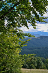 Forest on the hillside