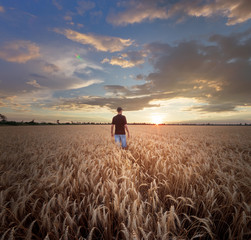 Naklejka na ściany i meble man standing on a field of wheat / evening landscape fields Ukraine