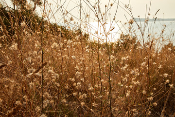 nice beach with dry flowers in the Montenegro