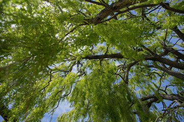Fototapeta premium Beautiful view of Willow Tree from below.