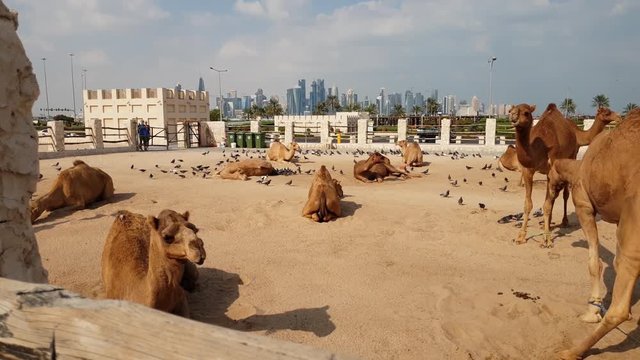 Camels in Camel Souq, Waqif Souq in Doha, Qatar,