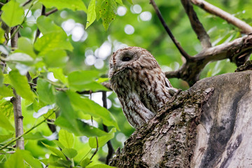 Tawny owl strix aluco sitting in hole on tree. Cute nocturnal bird of prey in wildlife.
