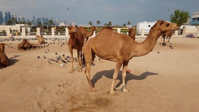 Camels in Camel Souq, Waqif Souq in Doha, Qatar,