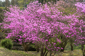 満開のミツバツツジ