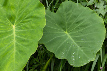 wide and green leaves of the plant on which dew drops roll down