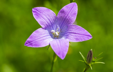 Macro portrait of Bluebell flower with blurred bokeh effect
