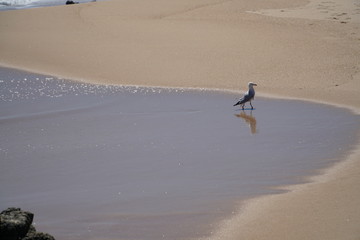 lonesome sea gull at the beach
