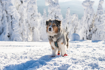 Australian shepherd