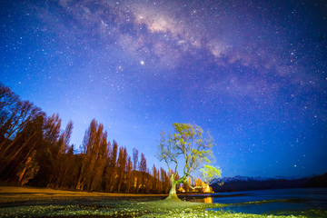 Amazing view of milky way at the Wanaka Lake shore.That Wanaka tree with milky way background.