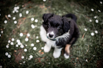 Australian shepherd