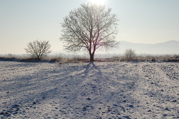 Fototapeta na wymiar single tree in winter