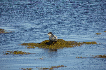 Island Strandir Robbe
