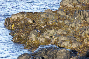 Island Strandir Vögel