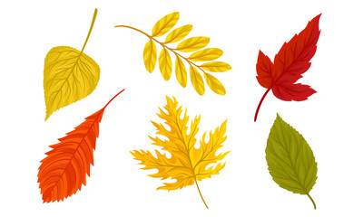 Obraz premium Autumn Leaves Collection, Colorful Bright Fall Foliage Vector Illustration