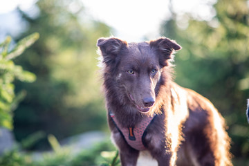 Fototapeta premium Australian shepherd
