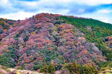 密乗院の紅葉