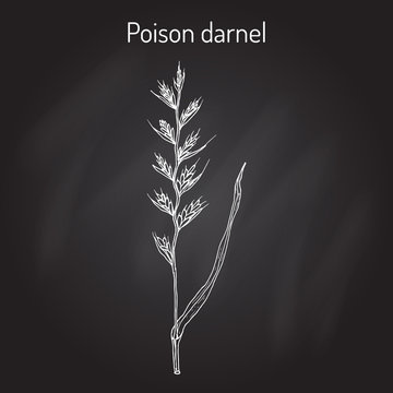 Poison darnel or cockle Lolium temulentum , medicinal plant