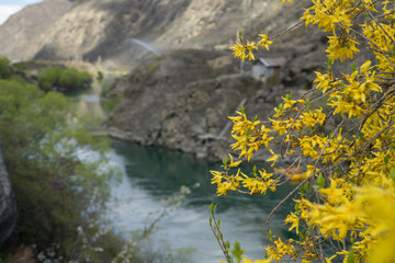 Wild yellow flower with blur blue river in the background.New Zealand road trip.