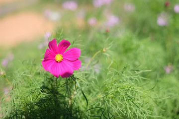 Pink flowers garden field with copy space for you design, background concept...