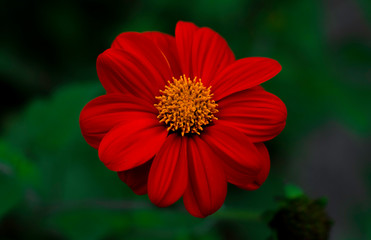 red flower in garden