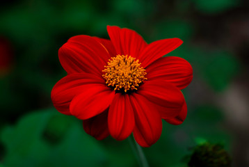 red flower in garden