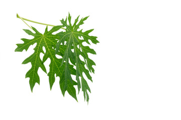 Papaya leaf isolated on white background, alternative medicine