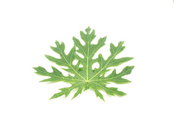 Papaya leaf isolated on white background, alternative medicine