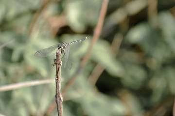 Dragonfly or Damselfly insect - Odonata infraorder Anisoptera of grasshopper family with multifaceted eyes, strong pairs, transparent patched wings. Wild Animal themes and behavior. Nature background.