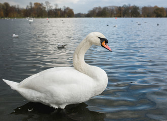 white swans and ducks on the lake