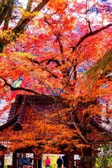 富貴寺の紅葉