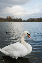 white swans and ducks on the lake