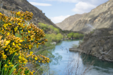 Fototapeta na wymiar Wild yellow flower with blur blue river in the background.New Zealand road trip.