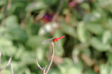 Dragonfly Damselfly insect - Odonata infraorder Anisoptera of grasshopper family with multifaceted eyes, strong pairs, transparent patched wings. Wild Animal behavior themes. Natural World background.