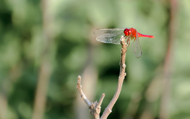 Common Dragonfly Damselfly insect (Odonata infraorder Anisoptera) grasshopper family. A beautiful colorful creature in the natural world. Wild Animal wildlife behavior theme isolated from background.