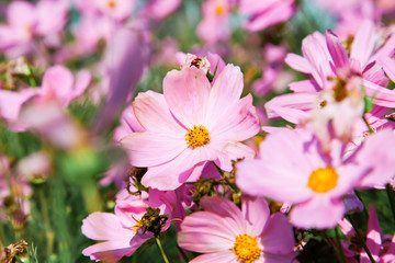 Pink blooming cosmos flower in garden