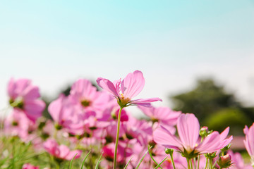 Pink blooming cosmos flower in garden