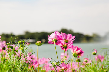 Obraz premium Pink blooming cosmos flower in garden