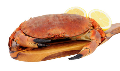 Whole fresh cooked brown crab on a wooden board isolated on a white background