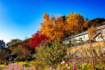 Naklejka premium 富貴寺の紅葉