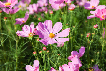 Fototapeta premium Pink blooming cosmos flower in garden