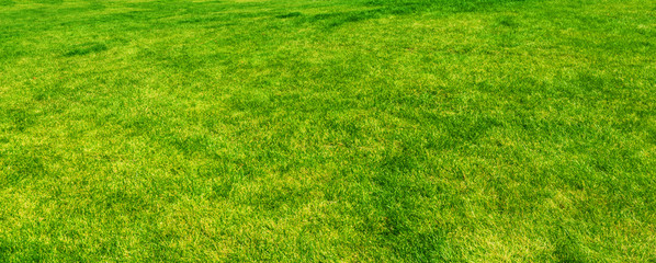 Fototapeta na wymiar Green grass background material