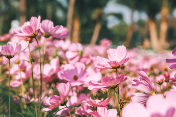 Pink blooming cosmos flower in garden