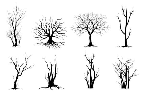 Part 3: Project 1: Exercise 1 – Sketching individual trees – stuart brownlee