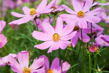 Obraz premium Pink blooming cosmos flower in garden