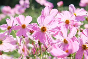 Pink blooming cosmos flower in garden