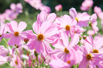 Pink blooming cosmos flower in garden