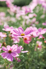 Obraz premium Pink blooming cosmos flower in garden