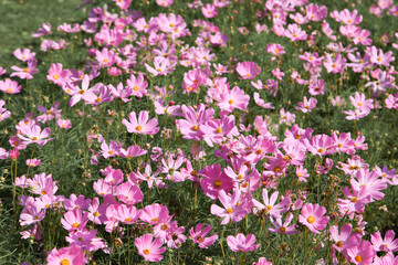 Obraz na płótnie Canvas Pink blooming cosmos flower in garden
